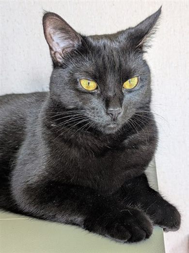 Pookoo, a black cat with gold eyes