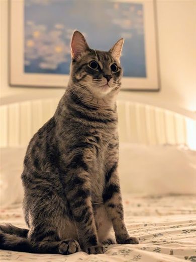 Bowbee, a silver tabby cat